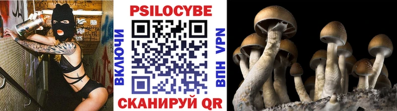 Купить  Сосновоборск  Псилоцибиновые грибы Psilocybine cubensis 